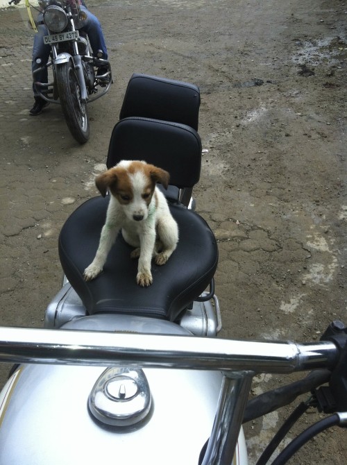 I wanna ride too!
